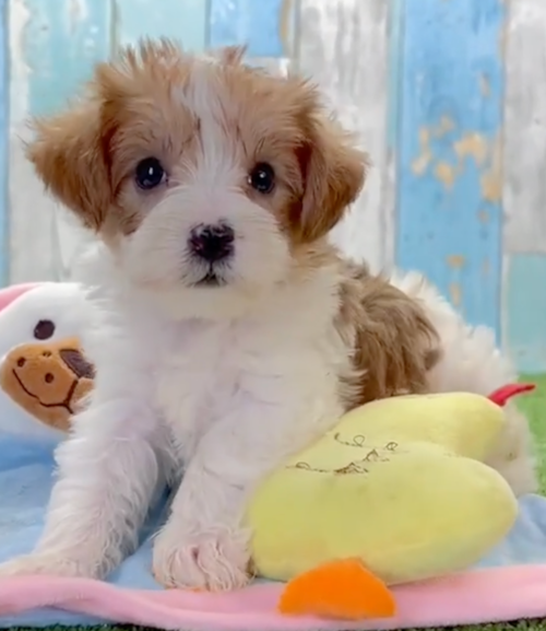 apricot and white yorkie poo sitting on a pile of toys